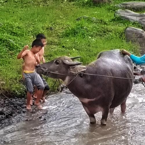 Play with a buffalo
