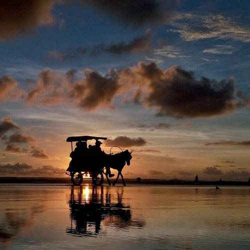 a horse cart on the beach