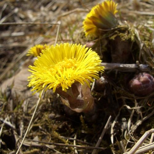 Spring"s coming