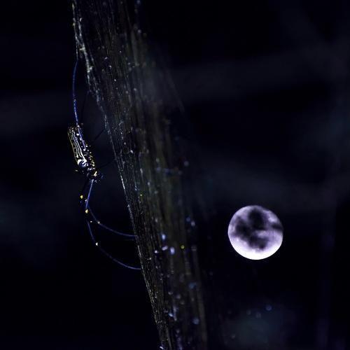 Wating to catch the moon