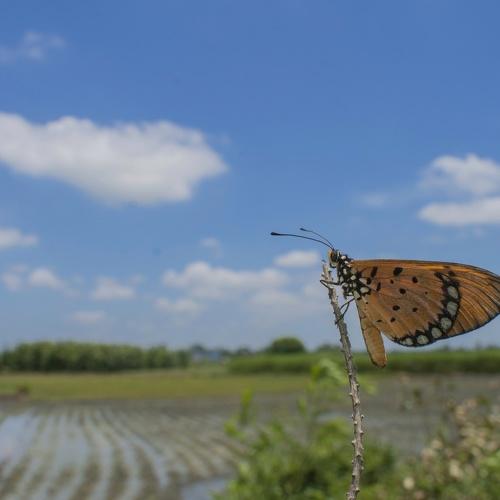 Butterfly under the blue sky