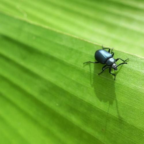 Beetle tales