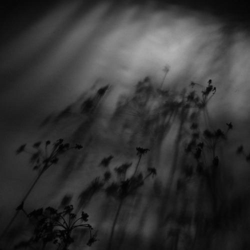 Photo #2903116
