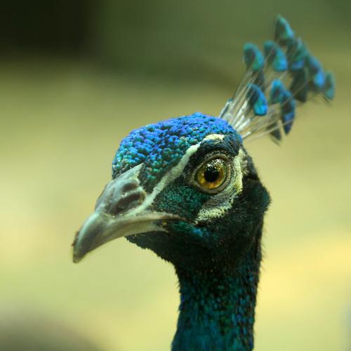 Irish Peacocks