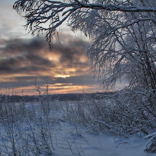 Закат в лесу