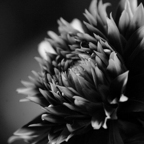 Dahlia