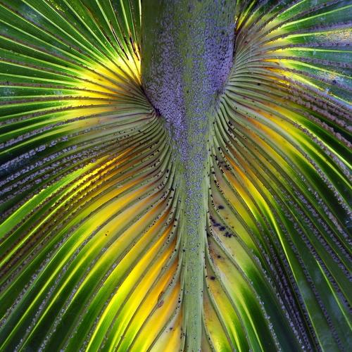 Incredible Vegetal