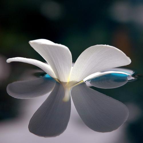 Miroir ... mon beau miroir
