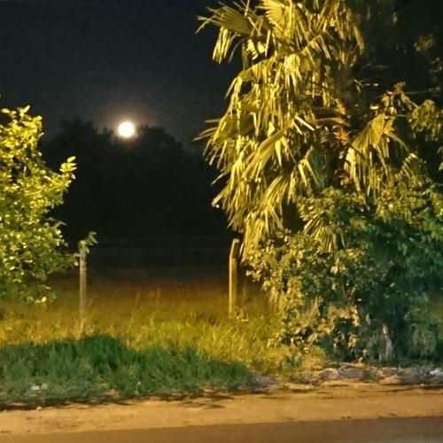 Moon 2tree