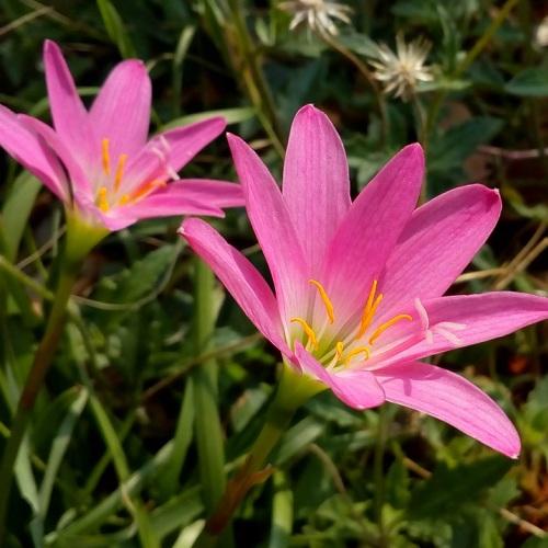 FLOWERS