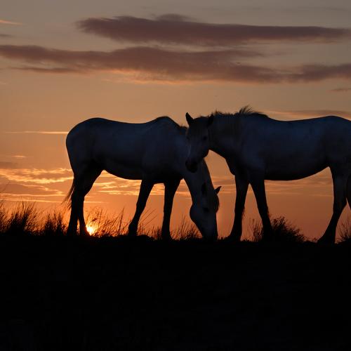 Wild horses of Camargue