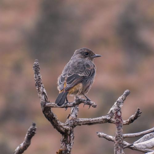 streaked fantail warbler