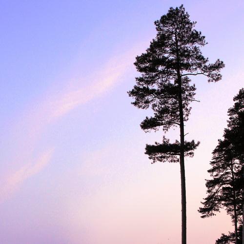 Photo #2907762