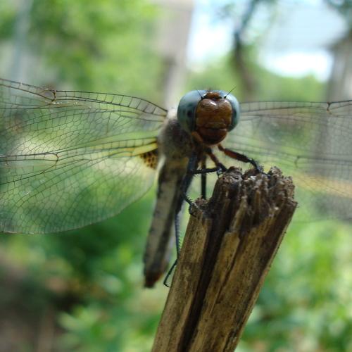 dragonfly
