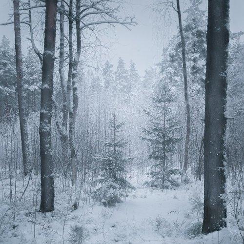 Зимний лес
