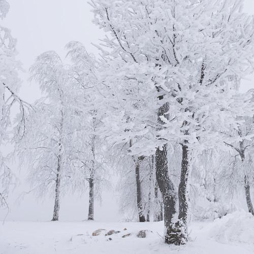 Photo #2909879
