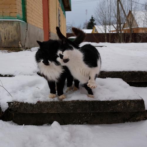 Photo #2910085