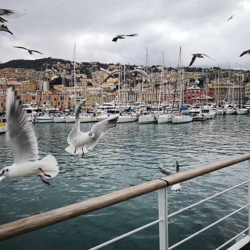 Hungry Seagulls