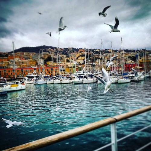 Hungry Seagulls