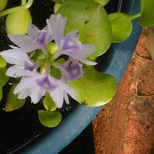 Flowerbloom