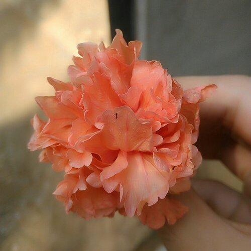 Blossom of flower