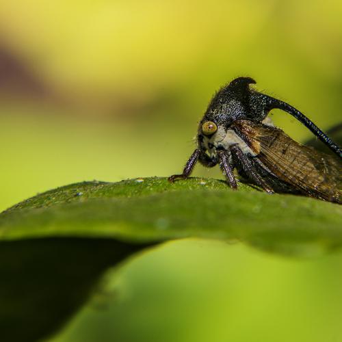Treehopper