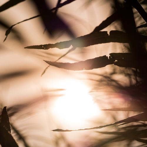 In the shadow of the sun