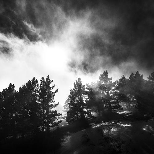 Black Forest