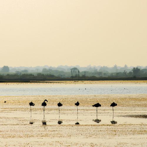 Flamingo's...