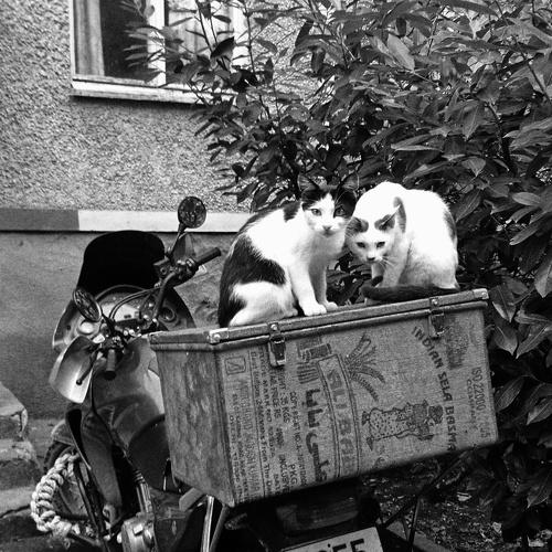 Коты