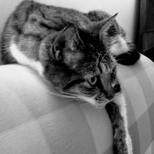 Mel the cat