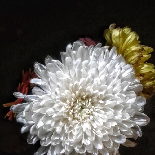 Flowers~