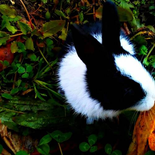 Bunny