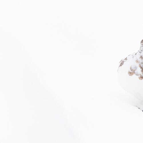 Rock ptarmigan
