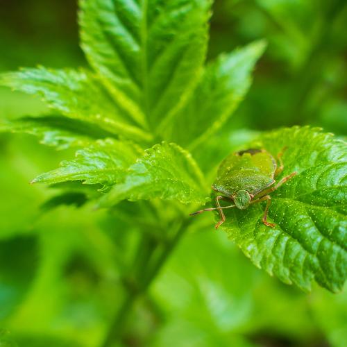 Green shield bug