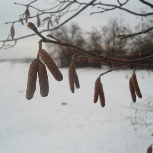 Photo #2930065