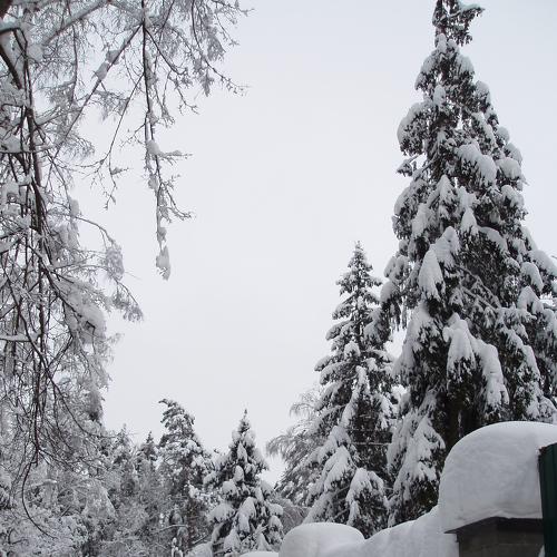 Photo #2930694