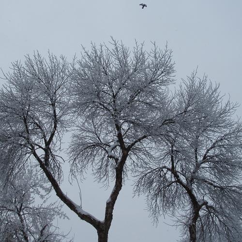 Photo #2930696