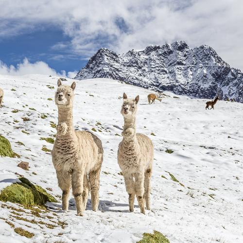 Llamas at Winicunca