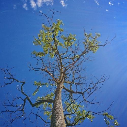 THE BLUE SKY