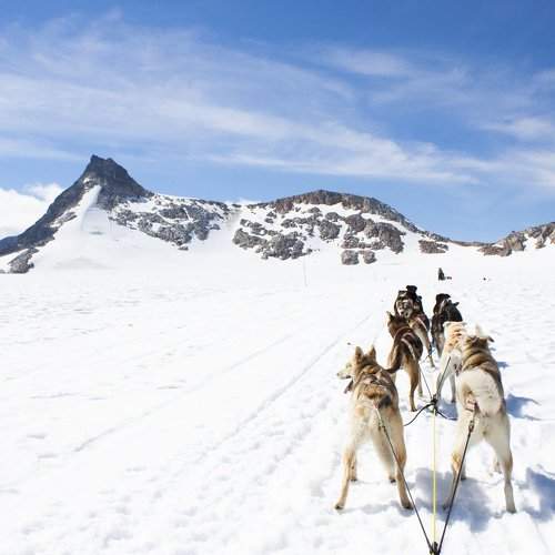 Mushing Dogs