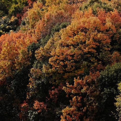 Colorful Leaves