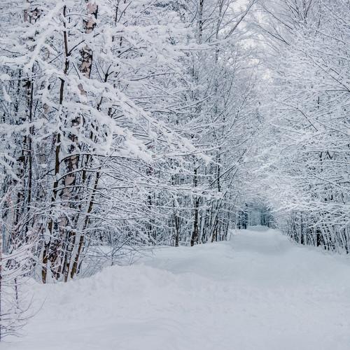 Photo #2931380