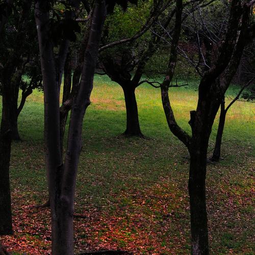 Colorful Leaves on the ground