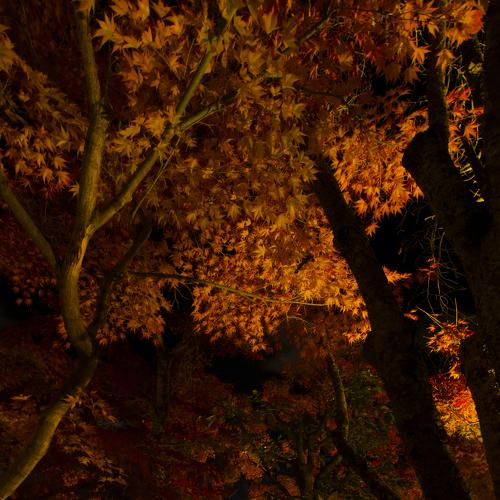Illuminated garden of temple