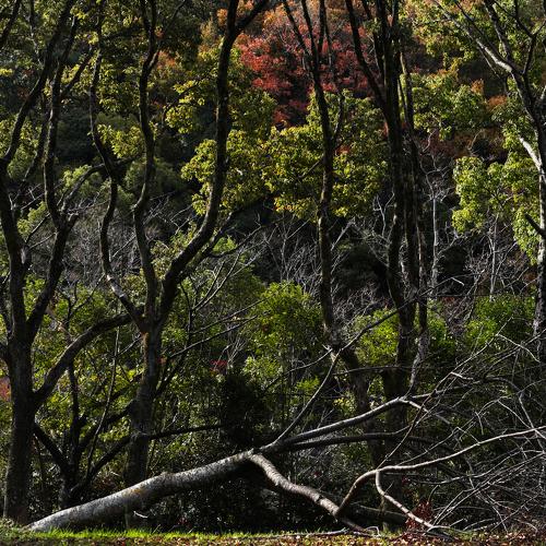 Mourning of trees