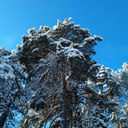 ... и сосны в небо
