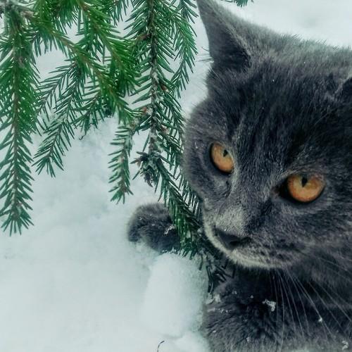 Огненный взгляд