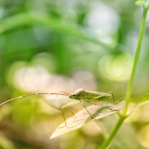 Insect's Vision