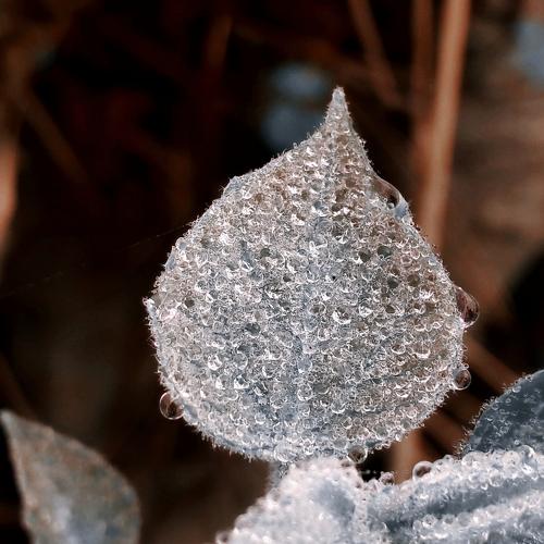 Dewdrops on leaf